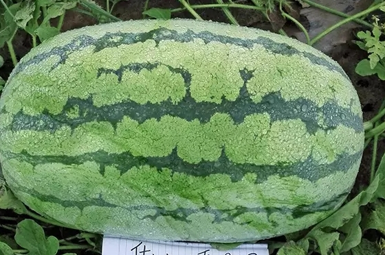 西瓜只為夏天而生嗎？