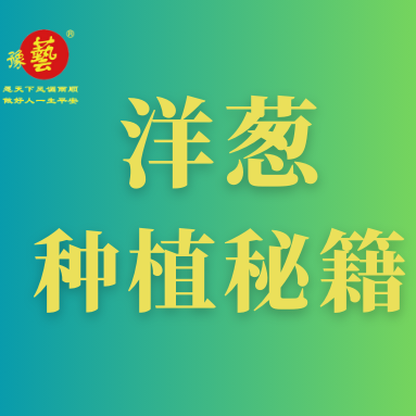 洋蔥種植秘籍：掌握這八點(diǎn)，種出優(yōu)質(zhì)洋蔥！